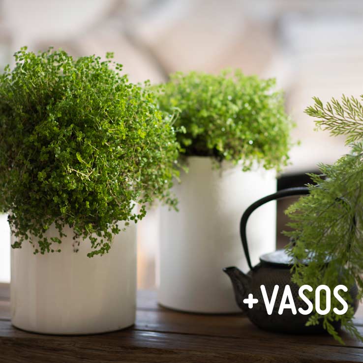 Vasos