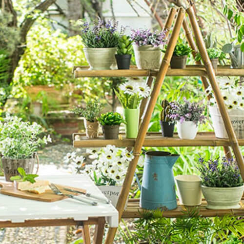 Plantas e flores do beleza e alegria  sua casa